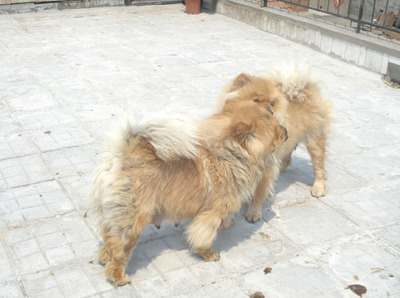 中国世界名犬排行榜(世界名犬价格排行榜)插图1