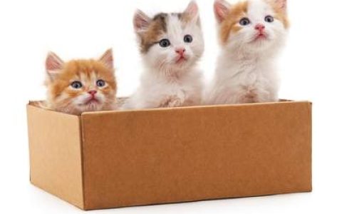 十大猫粮排行榜品牌(十大猫粮品牌排行榜)