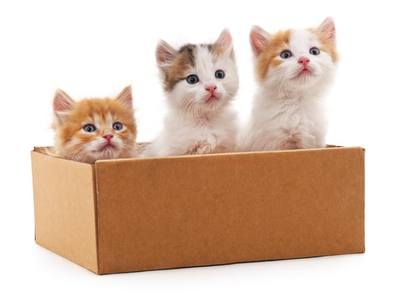 十大猫粮排行榜品牌(十大猫粮品牌排行榜)插图