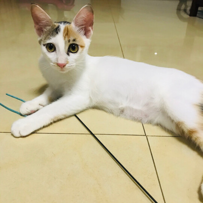 十大进口猫粮排行榜最新(十大放心猫粮国产排行榜)插图