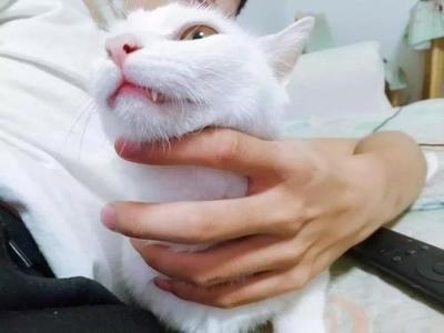 猫咪名字十大排行榜(十大猫咪颜值排行榜)插图1