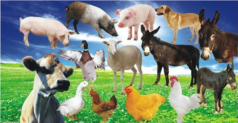 中国养猪行业排行榜(中国养猪百强企业排行榜)插图2
