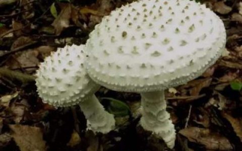 最毒的十大蘑菇排行榜图片(十大蘑菇毒性排行榜)
