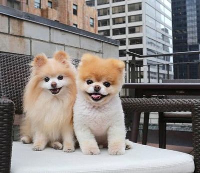 中国柴犬排行榜(柴犬狗狗聪明排行榜)插图1