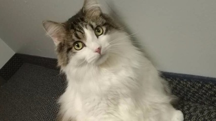 猫粮十大品牌排行榜测评(邢台十大猫粮品牌排行榜)插图1