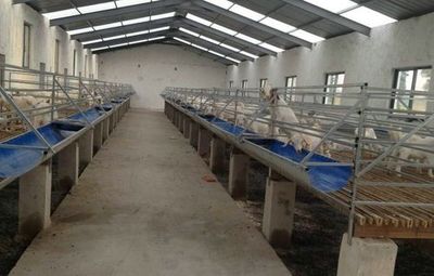 湖南十大养猪厂排行榜(全国十大养猪地区排行榜)插图