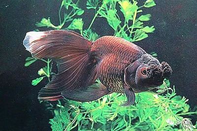 十大赏鱼平台排行榜(鱼竿十大品牌排行榜前十名)插图3
