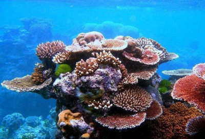 十大最强潜水狗排行榜视频(世界十大潜水胜地排行榜)插图2