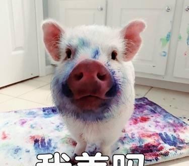十大网红猪排行榜(十大网红歌曲排行榜2023)插图1