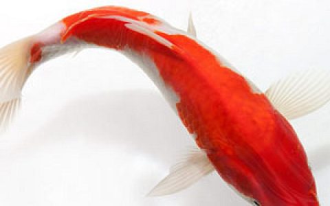 日本锦鲤十大品牌排行榜图片(国产十大锦鲤饲料排行榜知乎)