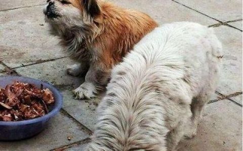 十大温顺中型犬排行榜最新(十大温顺巨型犬排行榜)