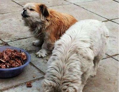 十大温顺中型犬排行榜最新(十大温顺巨型犬排行榜)插图