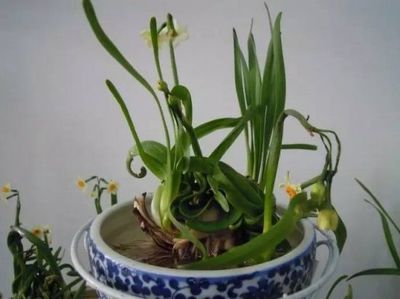 十大名贵茶花品种排行榜(十大名贵兰花品种)插图1