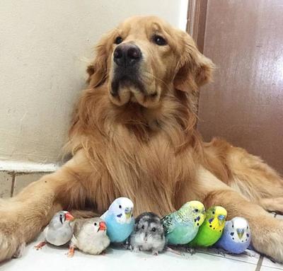 中国宠物名犬排行榜(宠物名犬排行榜图片及特点)插图