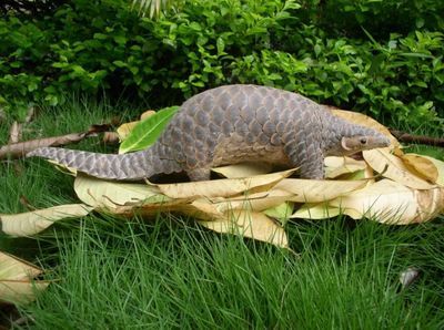 中国十大肉食恐龙排行榜(最大的肉食恐龙排行榜前十名)插图1