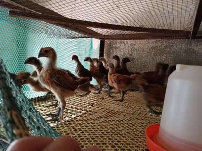 养殖网十大品牌排行榜(养殖鱼饲料十大品牌排行榜)插图