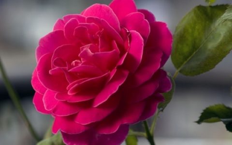 兰花品种排行榜十大名花(我国十大名花中的兰花是指)