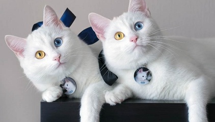 十大禁养萌猫排行榜(世界十大禁养名猫 老虎)插图1