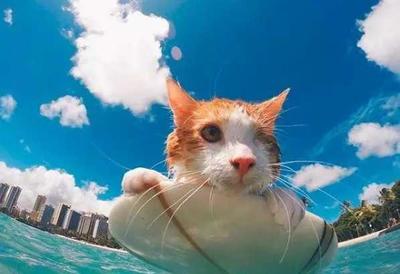 十大网红猫排行榜(抖音网红猫前30排行榜)插图