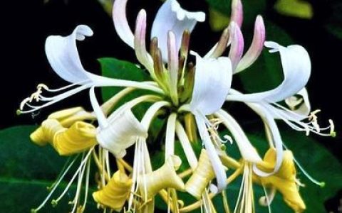 十大名花排行榜及价格(茅台十大名花价格)