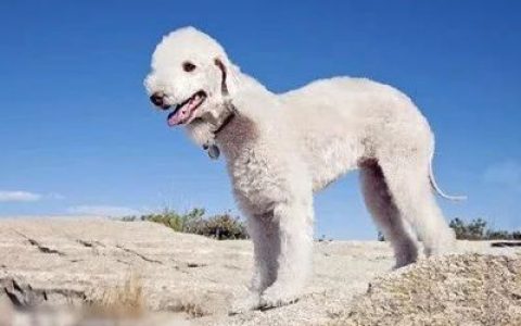 十大最听话的狗排行榜(十大听话犬排行榜)