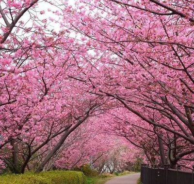 中国樱花品种排行榜(上海赏樱花最佳地排行榜)插图