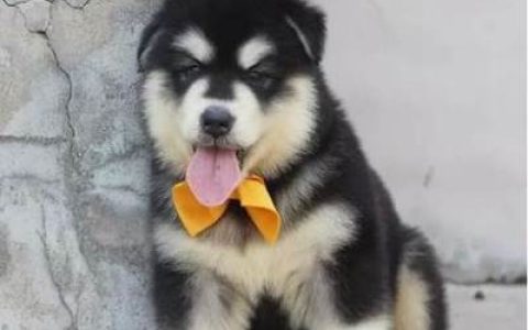 十大幼犬狗粮排行榜最新(阿拉斯加幼犬狗粮排行榜)