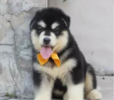 十大幼犬狗粮排行榜最新(阿拉斯加幼犬狗粮排行榜)插图