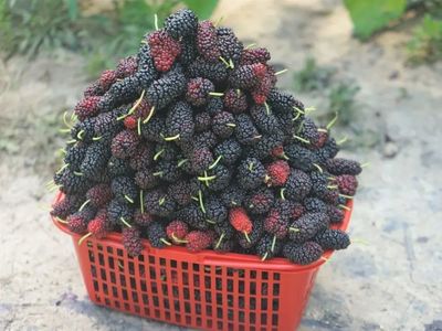 十大顶级仙草排行榜最新(十大顶级户外品牌排行榜)插图1