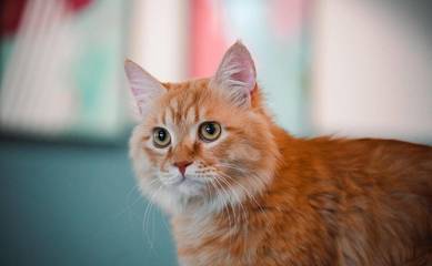 家养十大宠物猫排行榜(宠物猫羊奶粉十大名牌排行榜)插图2