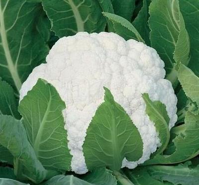 十大堵奶蔬菜排行榜图片(十大有毒蔬菜排行榜)插图1