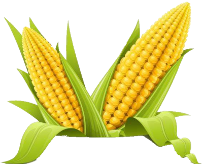 中国鲜食玉米排行榜(鲜食玉米排行榜前十名)插图