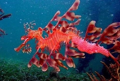 体育界十大杀手排行榜(海洋十大杀手排行榜)插图