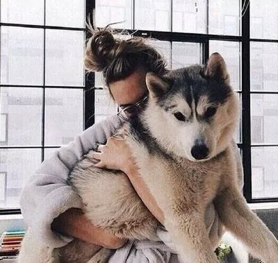 哈士奇十大名犬排行榜图片(十大名犬排行榜前十名图片大全视频)插图1