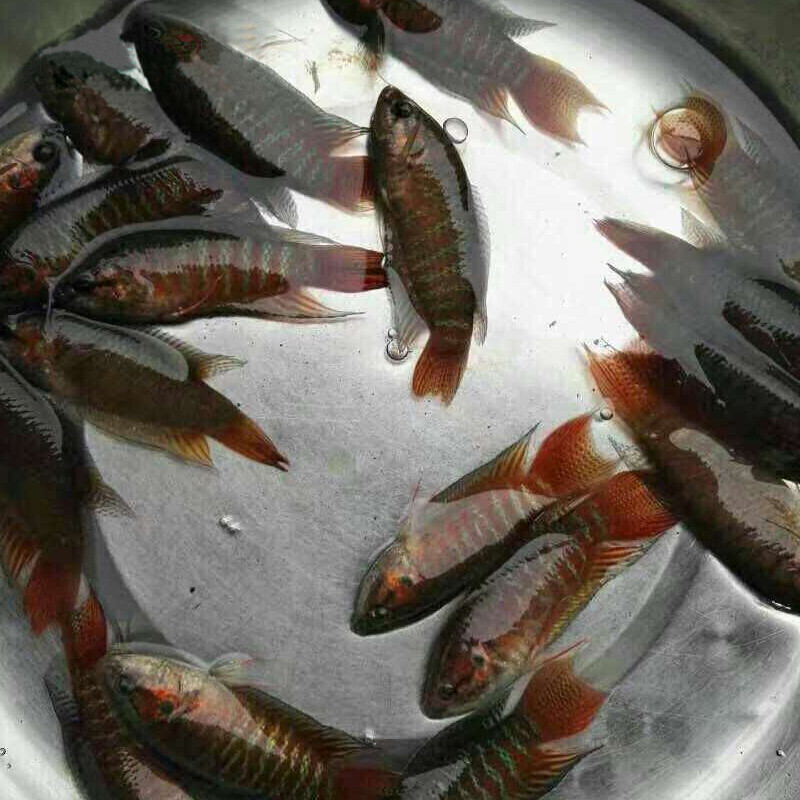 中国鱼类销量排行榜(中国小说销量排行榜)插图1