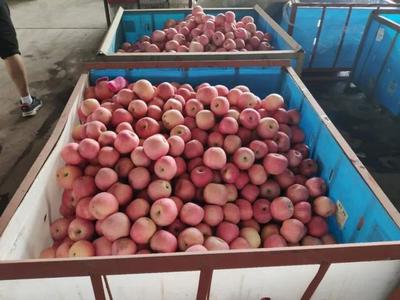 中国李子品种排行榜(小李子票房排行榜)插图