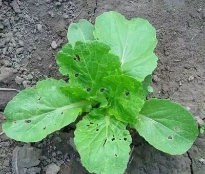 包菜种子十大品牌排行榜(包菜的种子品牌有哪些)插图