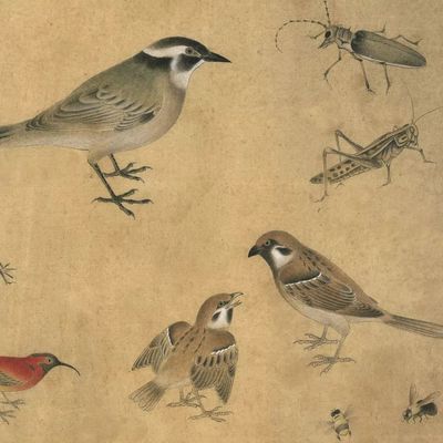 十大聪明古代人排行榜(十大聪明鸟类排行榜)插图
