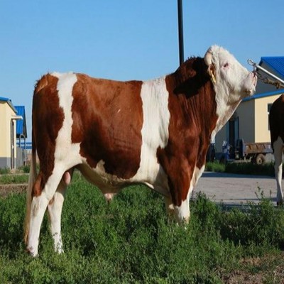 中国肉牛品质排行榜(肉牛预混料排行榜)插图