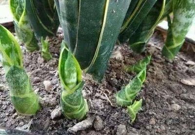 十大致癌花木排行榜(十大致癌蔬菜排行榜)插图