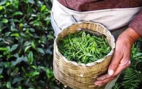 中国种茶排行榜(天价茶排行榜)
