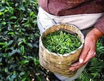 中国种茶排行榜(天价茶排行榜)插图