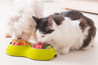 世界十大猫粮排行榜(国产十大猫粮品牌排行榜)插图1