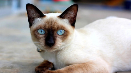 世界十大猫咪智商排行榜(猫咪智商排行榜1-100名)插图