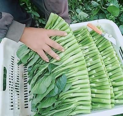 十大名牌蔬菜排行榜价格(十大名牌包包排行榜女包)插图