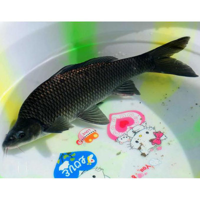 十大名鱼品种排行榜(精品西瓜品种十大排行榜)插图2