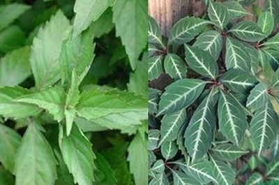 十大山草药排行榜图片(十大治疗高血压草药图片)插图