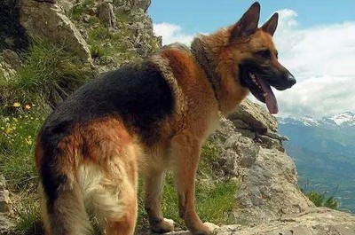 中国军犬十大品种排行榜(世界十大军犬排行榜前十名)插图3