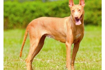 比特犬十大排行榜(中国比特犬十大玩家)插图