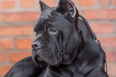 世界十大猛犬排行榜谁最强(十大猛犬排行榜卡斯罗)插图